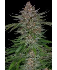 Strawberry Pie Auto - Fast Buds Premium - autoflowering