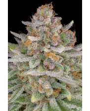 Strawberry Pie Auto - Fast Buds Premium - autoflowering