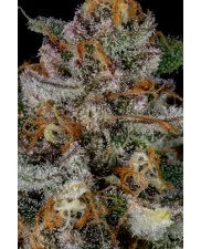 Strawberry Pie Auto - Fast Buds Premium - autoflowering