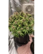 Strawberry Pie Auto - Fast Buds Premium - autoflowering