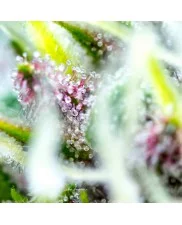 Strawberry Pie Auto - Fast Buds Premium - autoflowering