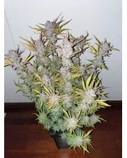 Strawberry Pie Auto - Fast Buds Premium - autoflowering
