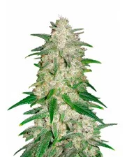 Gelato Auto - Fast Buds - autoflowering