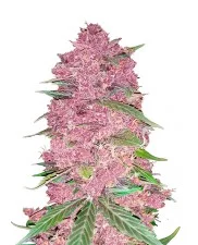 Purple Lemonade - Fast Buds - autoflowering