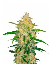 Zkittlez Auto - Fast Buds - autoflowering