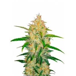 Zkittlez Auto - Fast Buds - autoflowering