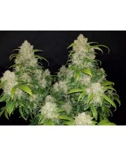 Zkittlez Auto - Fast Buds - autoflowering