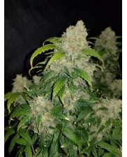 Zkittlez Auto - Fast Buds - autoflowering
