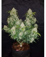 Zkittlez Auto - Fast Buds - autoflowering
