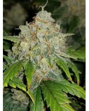 Zkittlez Auto - Fast Buds - autoflowering