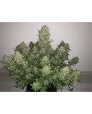 Zkittlez Auto - Fast Buds - autoflowering