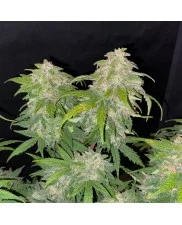Zkittlez Auto - Fast Buds - autoflowering