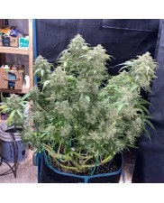 Zkittlez Auto - Fast Buds - autoflowering
