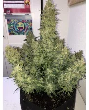 Zkittlez Auto - Fast Buds - autoflowering