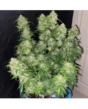 Zkittlez Auto - Fast Buds - autoflowering