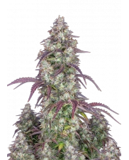 Lemon Pie Auto - Fast Buds Premium - autoflowering