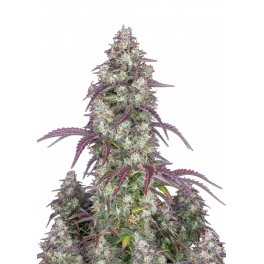 Lemon Pie Auto - Fast Buds Premium - autoflowering