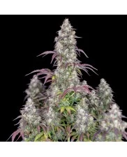 Lemon Pie Auto - Fast Buds Premium - autoflowering