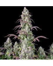 Lemon Pie Auto - Fast Buds Premium - autoflowering