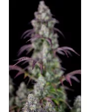 Lemon Pie Auto - Fast Buds Premium - autoflowering
