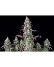 Lemon Pie Auto - Fast Buds Premium - autoflowering
