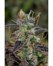 Lemon Pie Auto - Fast Buds Premium - autoflowering