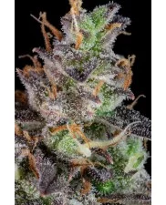Lemon Pie Auto - Fast Buds Premium - autoflowering