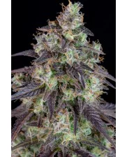 Lemon Pie Auto - Fast Buds Premium - autoflowering