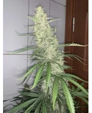 Lemon Pie Auto - Fast Buds Premium - autoflowering