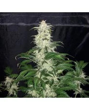 Lemon Pie Auto - Fast Buds Premium - autoflowering