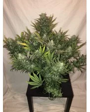 Gorilla Glue Auto - Fast Buds - autoflowering