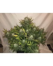 Gorilla Glue Auto - Fast Buds - autoflowering