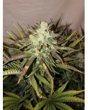 Gorilla Glue Auto - Fast Buds - autoflowering