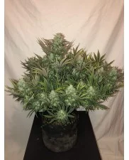 Gorilla Glue Auto - Fast Buds - autoflowering