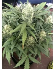 Gorilla Glue Auto - Fast Buds - autoflowering