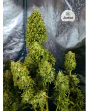 Gorilla Glue Auto - Fast Buds - autoflowering