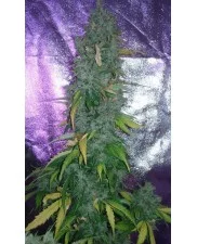 Gorilla Glue Auto - Fast Buds - autoflowering