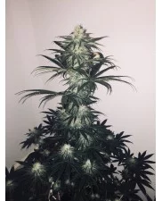 Girl Scout Cookies Auto - Fast Buds - autoflowering