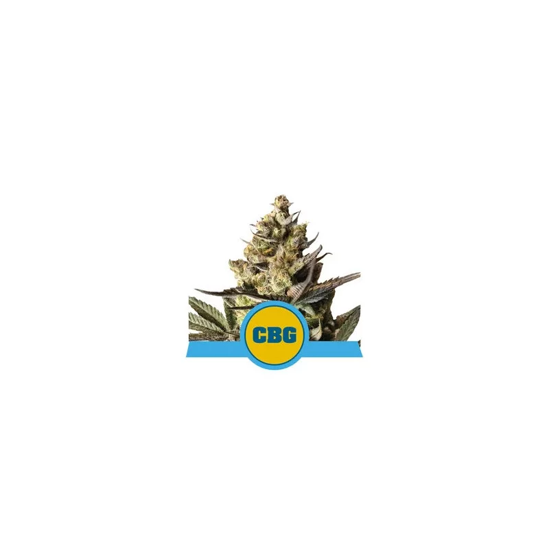 Royal CBG Automatic - Royal Queen Seeds - Medical autoflowering