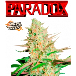 Paradox  - Nuka Seeds  -...