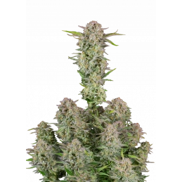 Bruce Banner Auto  - Fast...