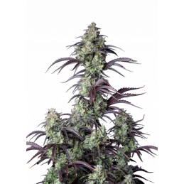 Mimosa Cake Auto  - Fast...