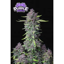 Purple Punch Auto  - Fast...