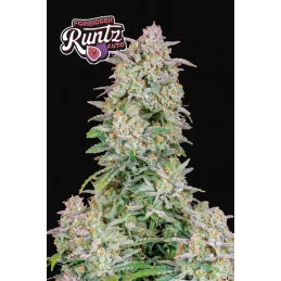 Forbidden Runtz Auto  -...