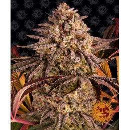 Blue Sunset Sherbert Barney´s Farm SEEDS-BANK.CZ