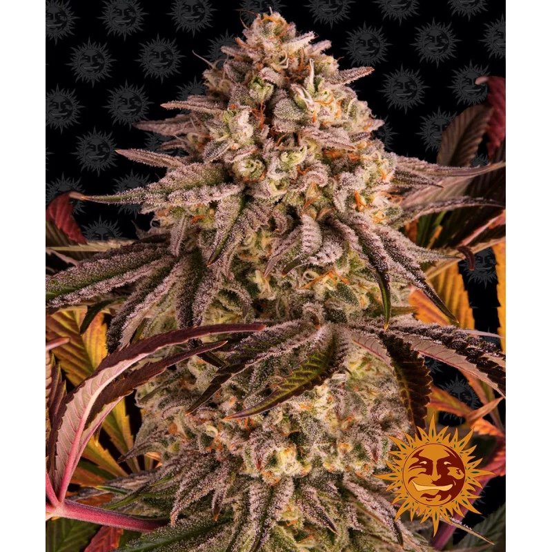 Blue Sunset Sherbert Barney´s Farm SEEDS-BANK.CZ