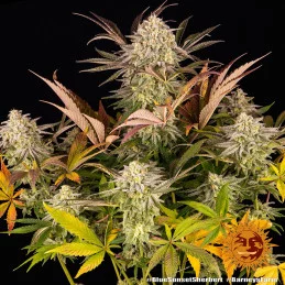 Blue Sunset Sherbert Barney´s Farm SEEDS-BANK.CZ