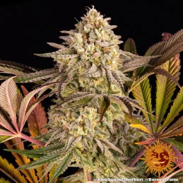 Blue Sunset Sherbert Barney´s Farm SEEDS-BANK.CZ