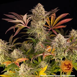 Blue Sunset Sherbert Barney´s Farm SEEDS-BANK.CZ