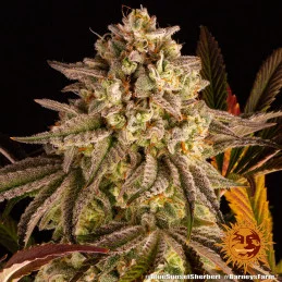 Blue Sunset Sherbert Barney´s Farm SEEDS-BANK.CZ